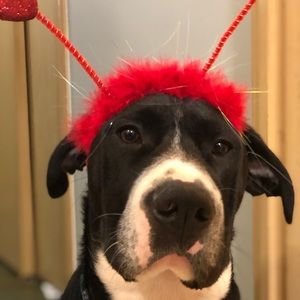 Meet your Posher, Barbara